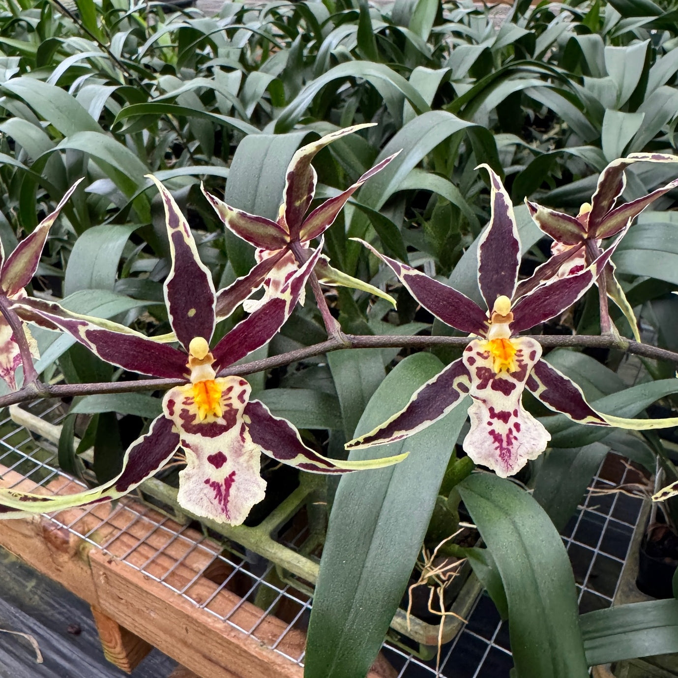 Brassidium Golden Gamine 'White Knight' - Buds