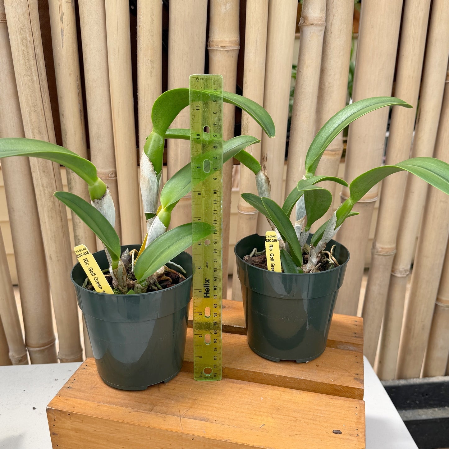 Rlc. Golf Green 'Hair Pig' JC/AOS (5" Pot) - Not Blooming