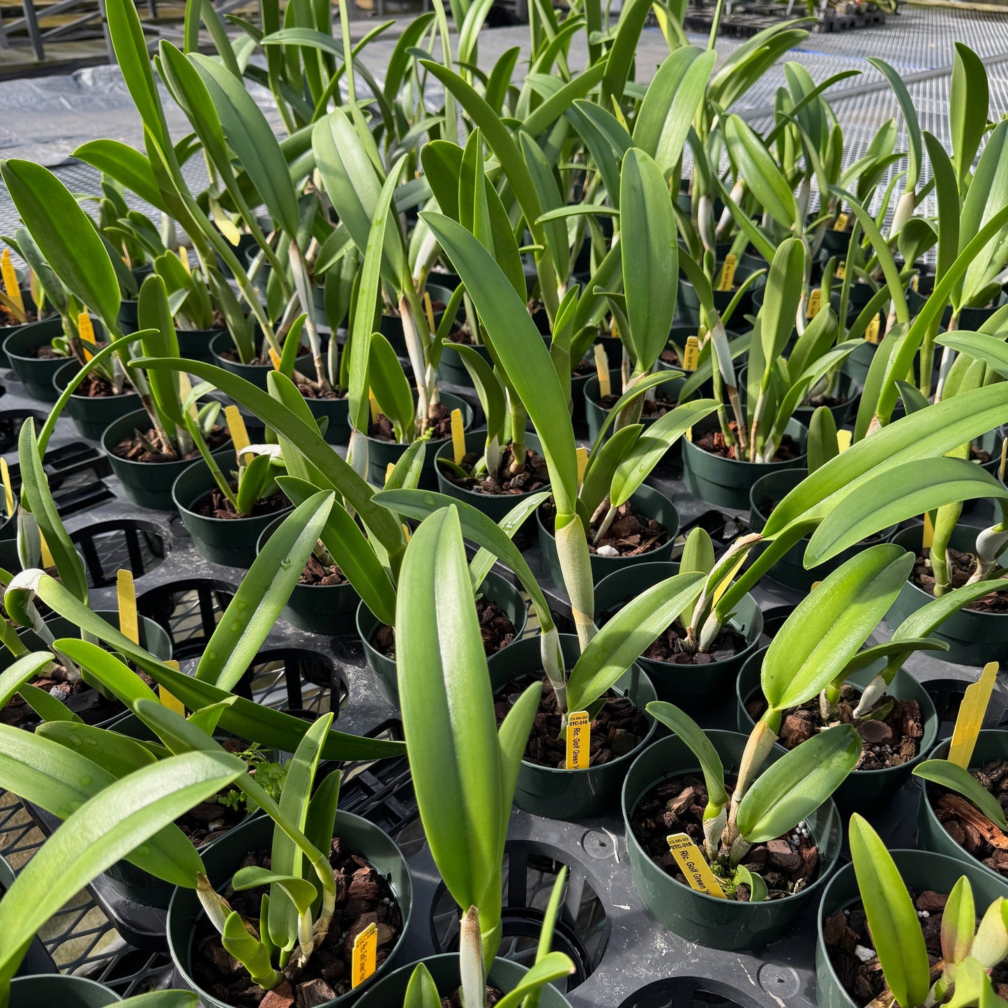 Rlc. Golf Green 'Hair Pig' JC/AOS (5" Pot) - Not Blooming