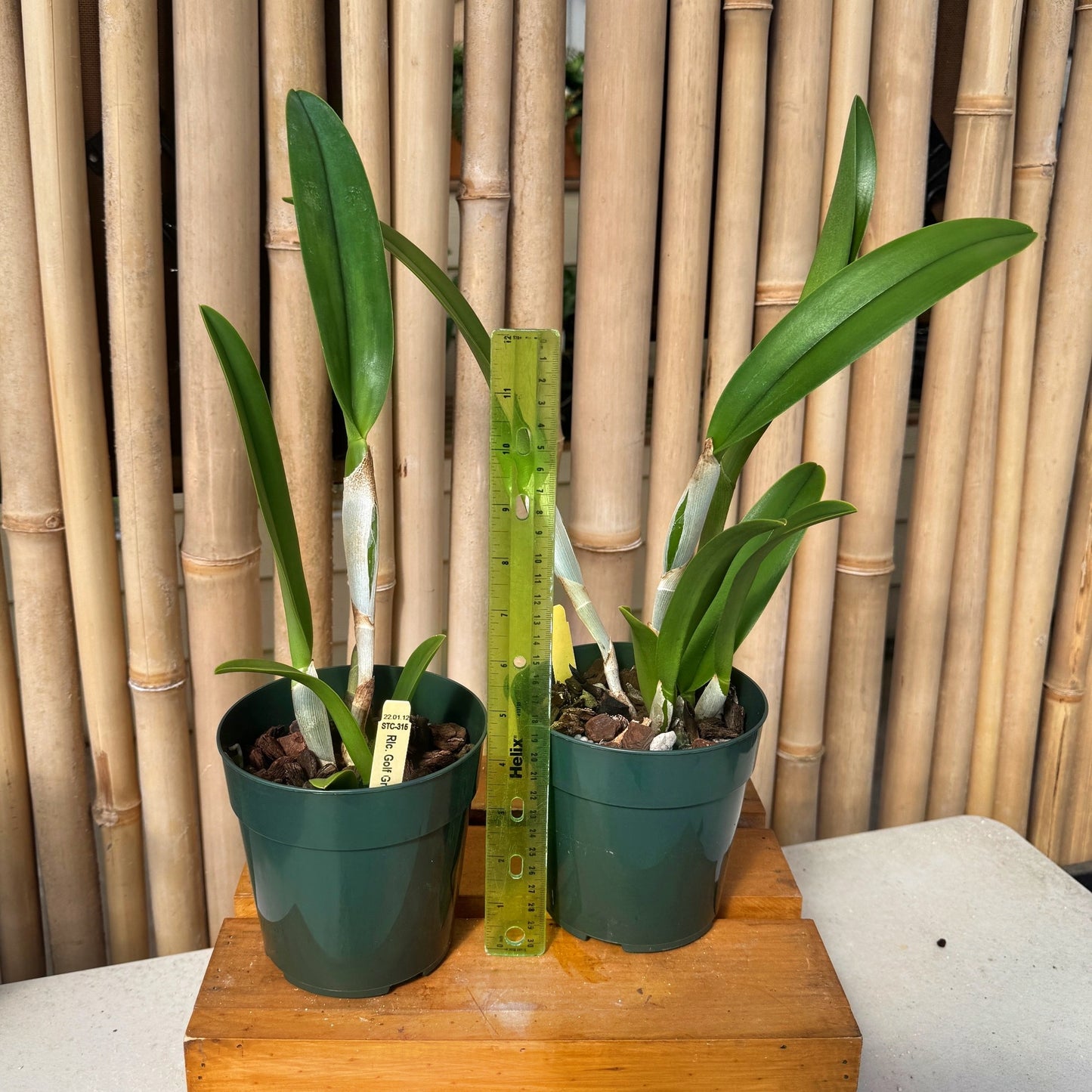 Rlc. Golf Green 'Hair Pig' JC/AOS (5" Pot) - Not Blooming