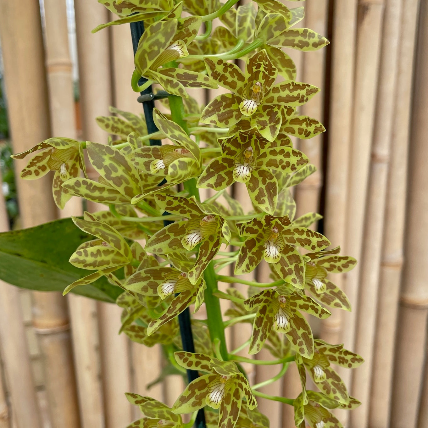 Gram. scriptum v. citrinum x Gram. scriptum 'short' (5.5" Pot) - Spike/Buds