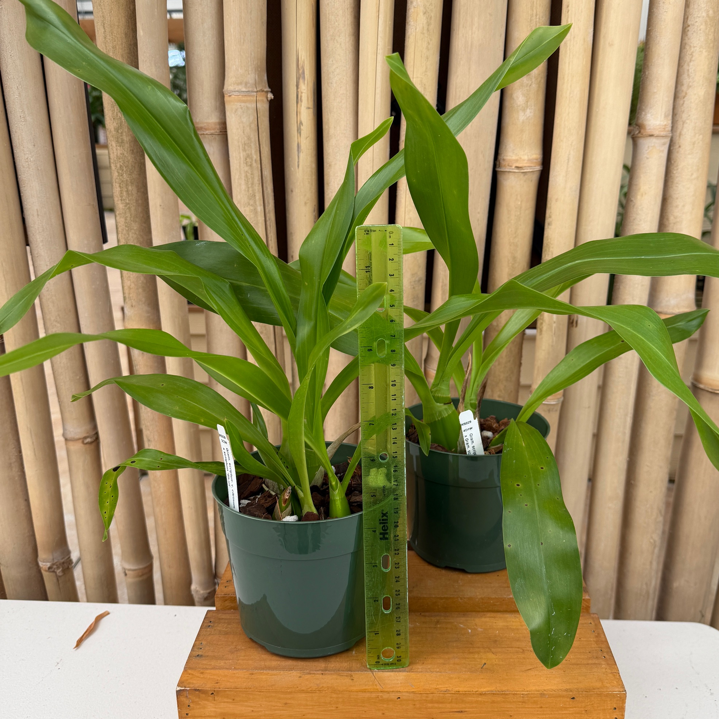 Gram. scriptum v. citrinum x Gram. scriptum 'short' (5.5