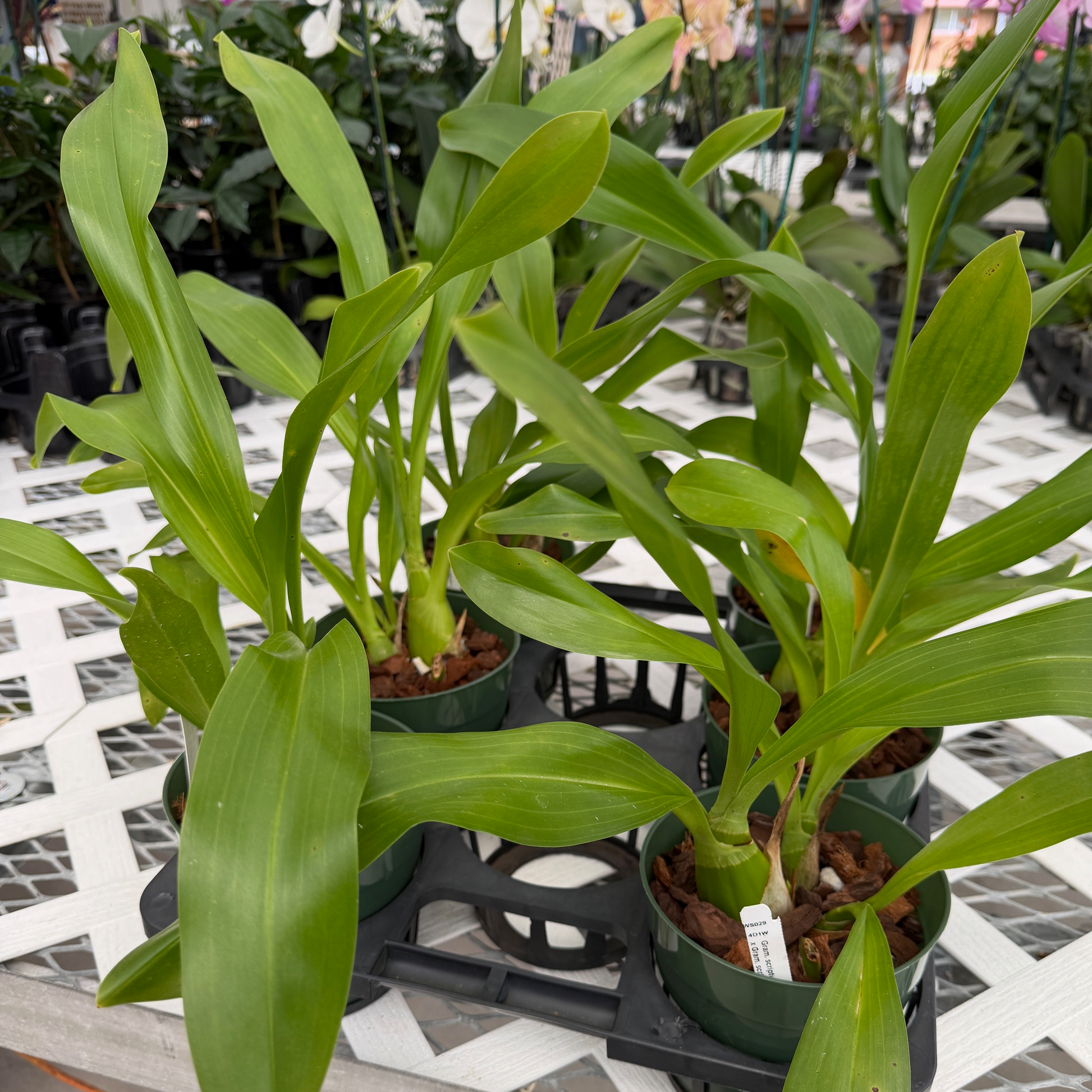 Gram. scriptum v. citrinum x Gram. scriptum 'short' (5.5