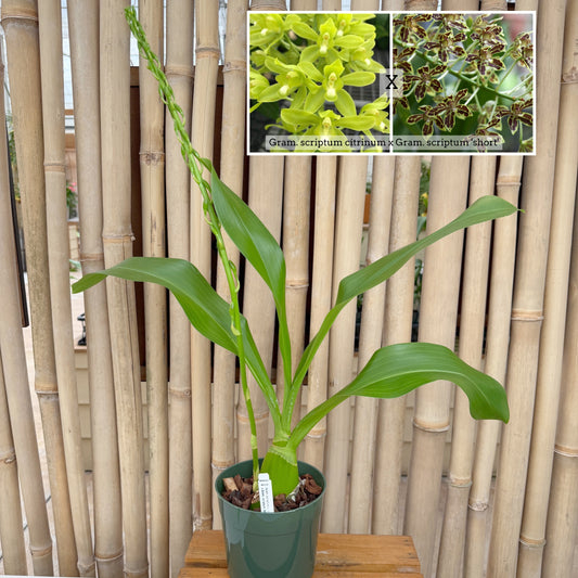 Gram. scriptum v. citrinum x Gram. scriptum 'short' (5.5" Pot) - Spike/Buds