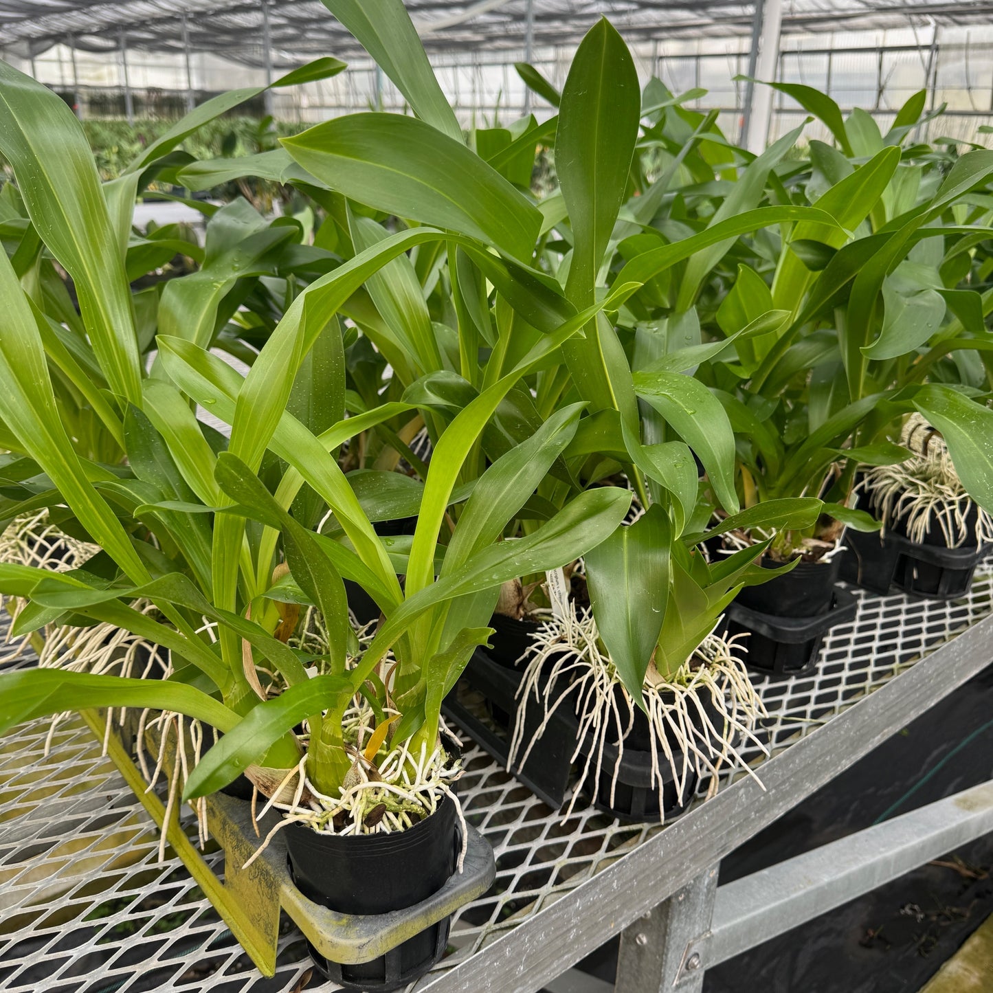 Gram. scriptum v. citrinum x Gram. scriptum 'short' (4" Pot) - Not Blooming