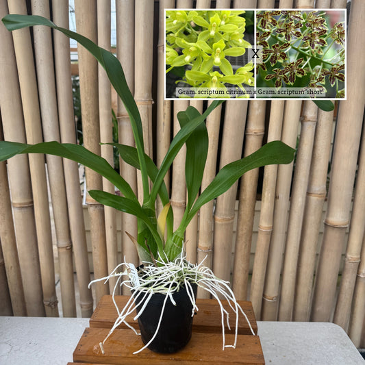 Gram. scriptum v. citrinum x Gram. scriptum 'short' (4" Pot) - Not Blooming