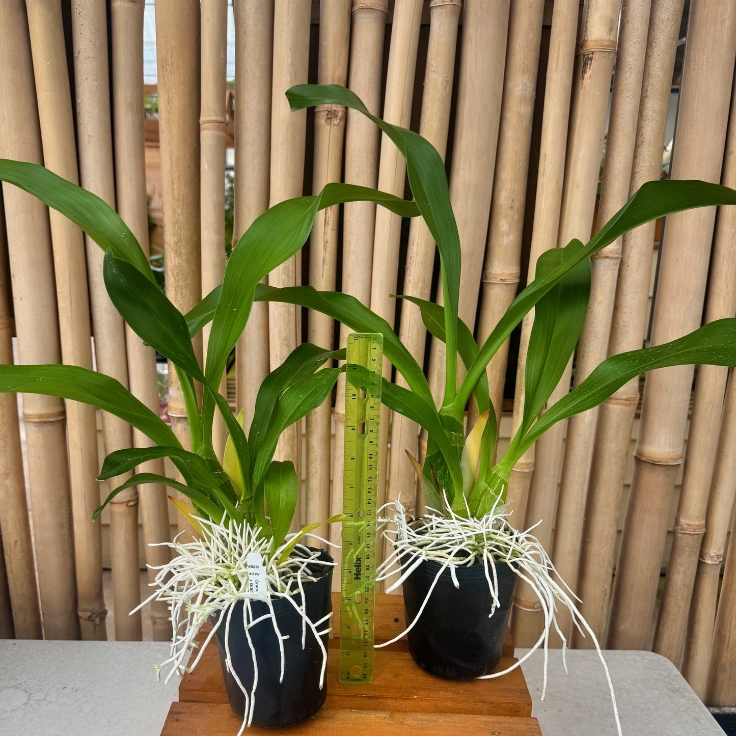 Gram. scriptum v. citrinum x Gram. scriptum 'short' (4" Pot) - Not Blooming