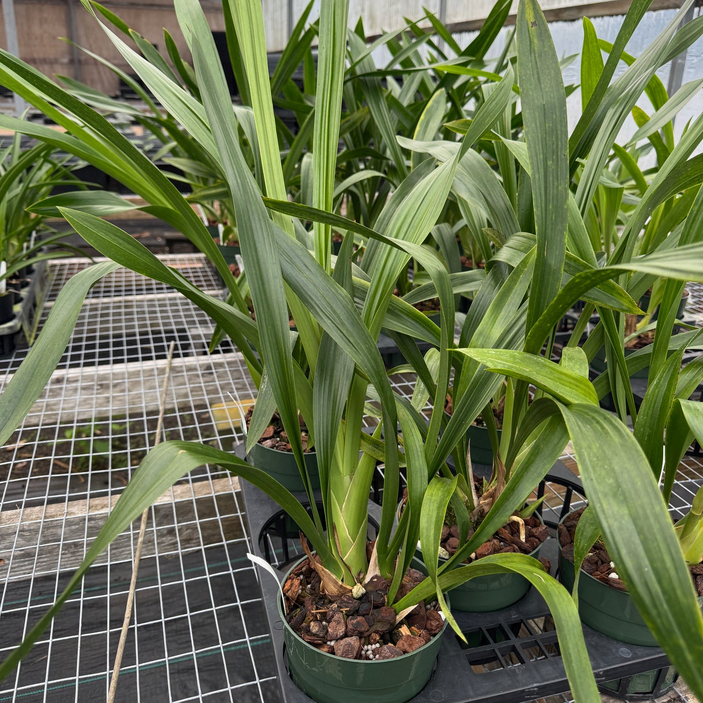 Grcym. Lovely Melody 'Pixar' (5.5" Pot) -Not Blooming