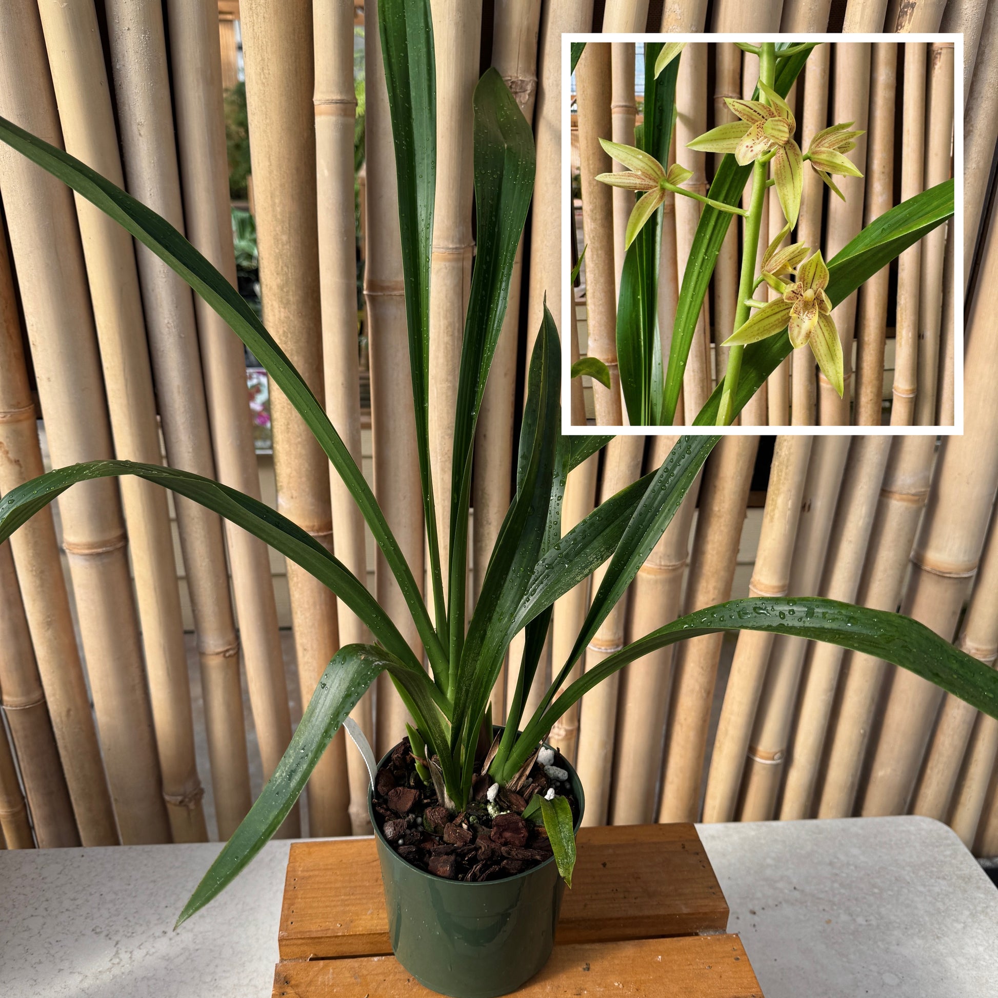 anthurium ensifolium Grcym. Lovely Melody 'Pixar' (5.5" Pot) -Not Blooming