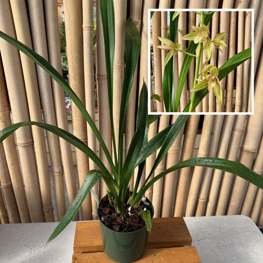 Grcym. Lovely Melody 'Pixar' (5.5" Pot) -Not Blooming