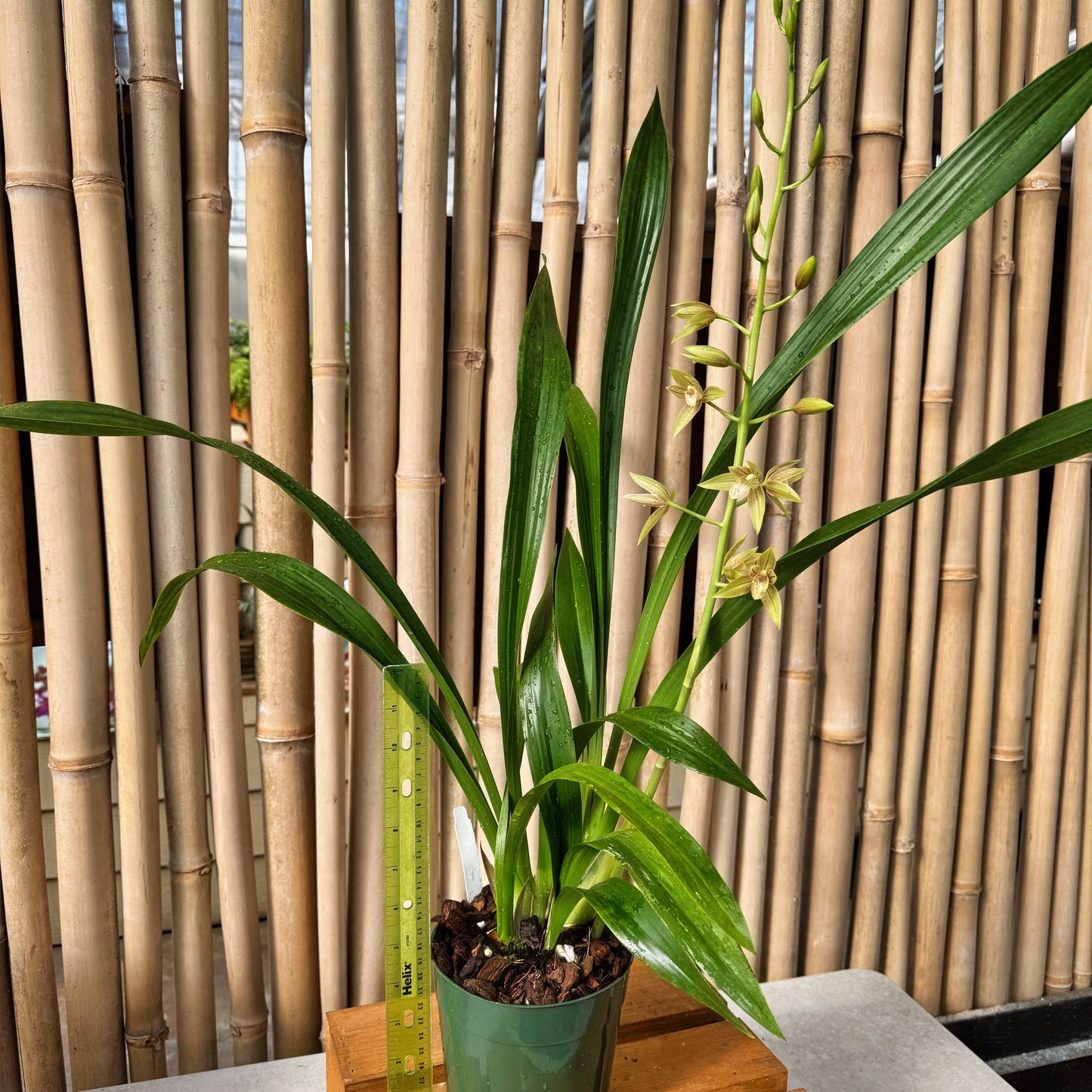 Grcym. Lovely Melody 'Pixar' (5.5" Pot) -Not Blooming