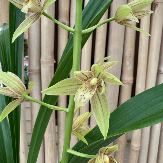 Grcym. Lovely Melody 'Pixar' - Buds