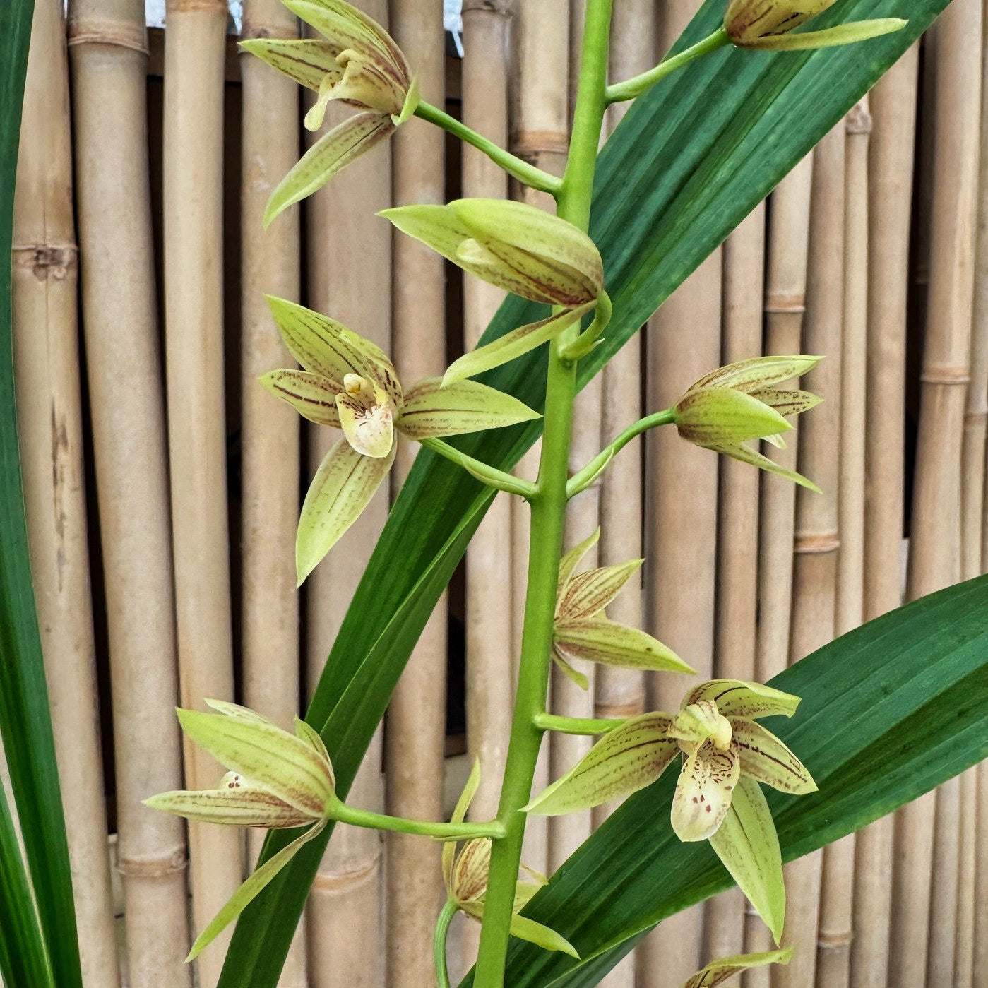 Grcym. Lovely Melody 'Pixar' (5.5" Pot) -Not Blooming