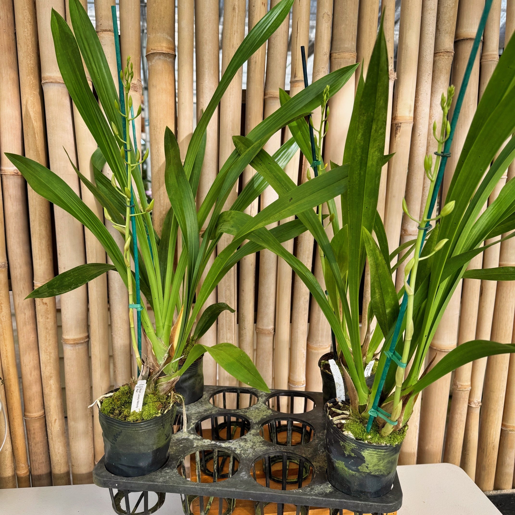 Grcym. Lovely Melody 'Pixar' - Buds – Akatsuka Orchid Gardens