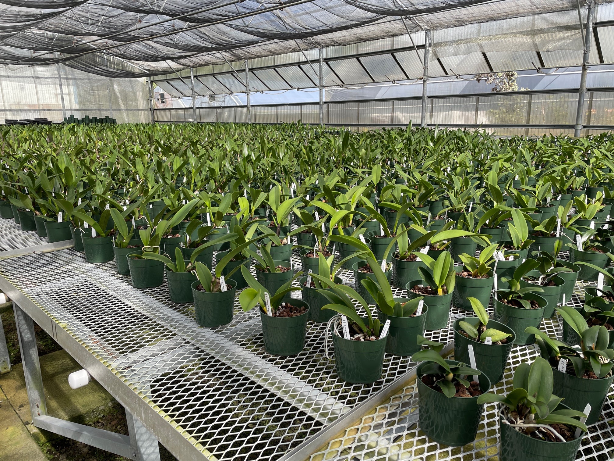 Akatsuka Orchid Gardens