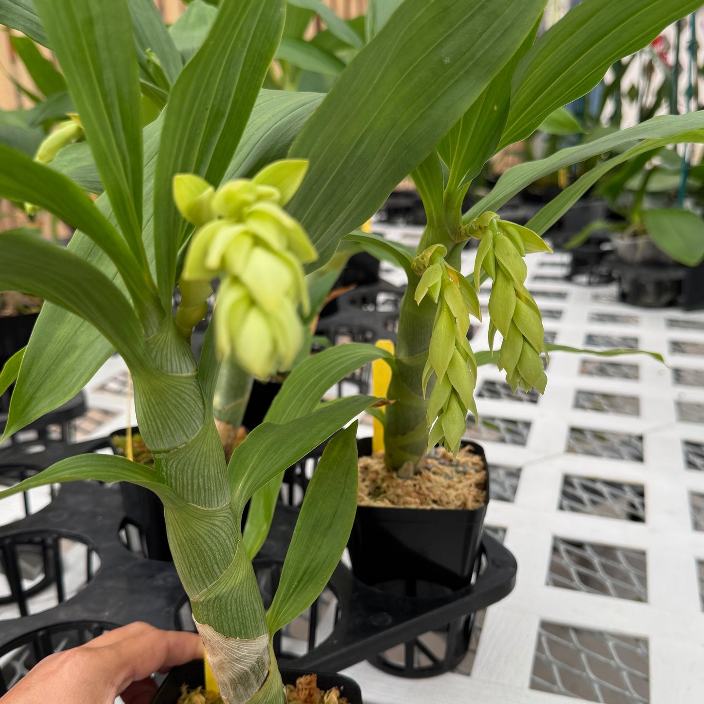 Cyc. Grinch's Gold  AM/AOS (4" Pot) - Male Flowers