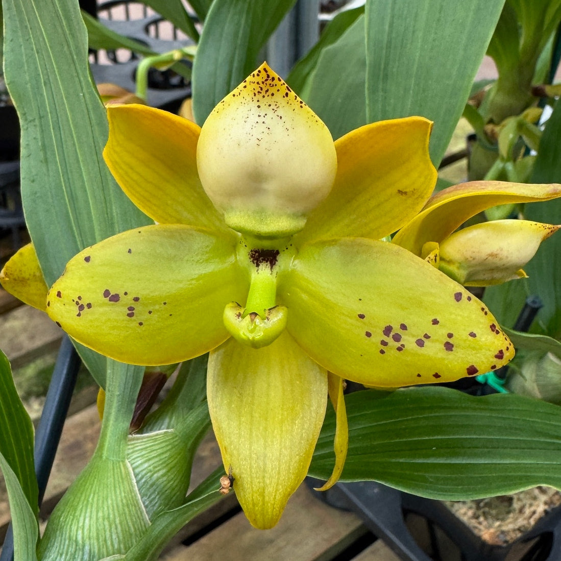 Cyc. Grinch's Gold (4" Pot) - Not Blooming