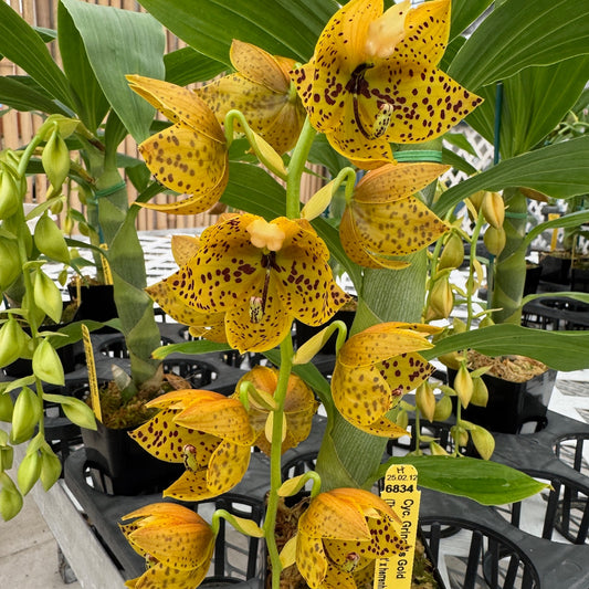 Cyc. Grinch's Gold  AM/AOS (4" Pot) - Male Flowers