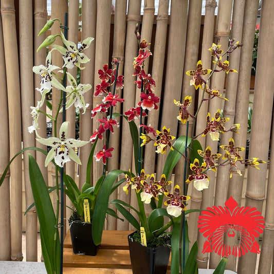 Odnt/Onc Plant- (OPEN BLOOM-4" Pot) - Grower's Choice