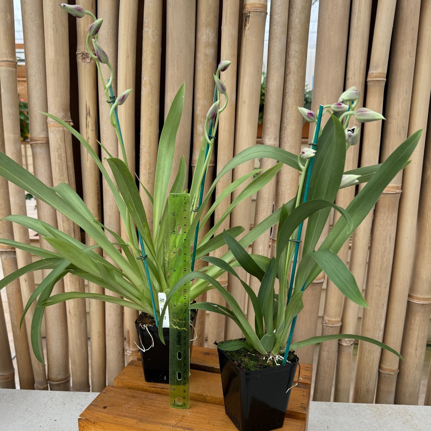 Miltoniopsis Hajime Ono 'Standing Tall' -(4" Pot) - Buds