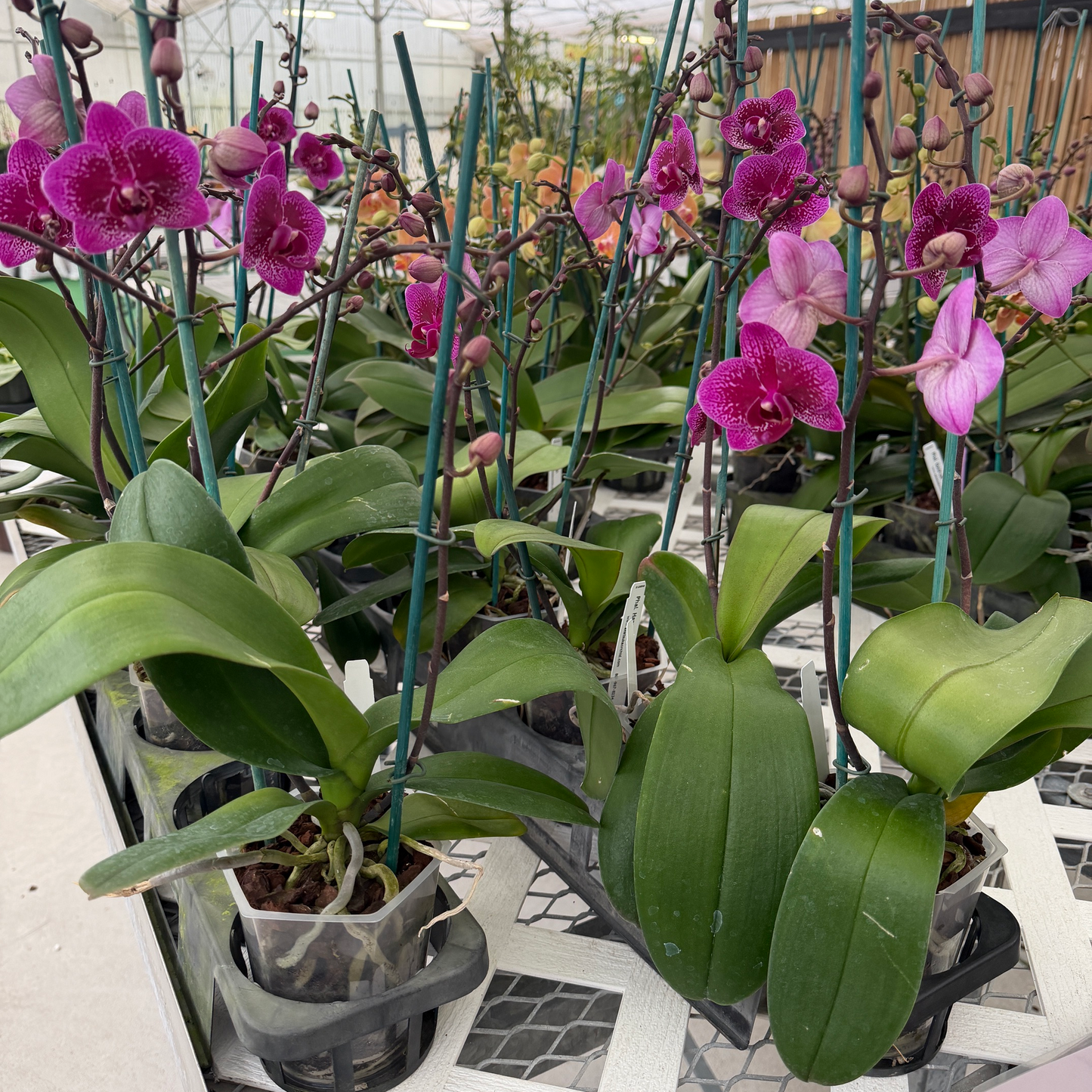 Phal. Happy Hour (Mini Phal)