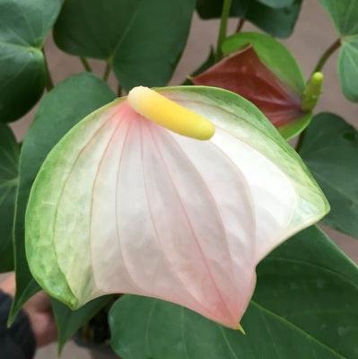 Hawaiian Butterfly Anthurium Plant