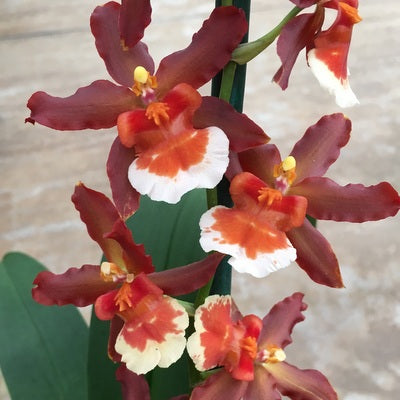 Onc. Hilo Firecracker 'New Year' (4" Pot) - Buds
