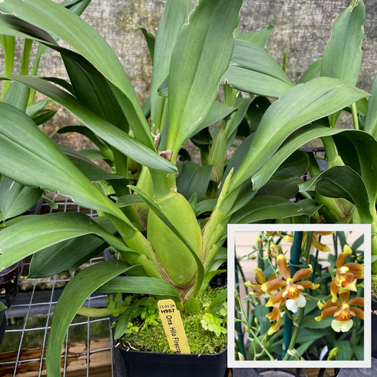 Onc. Hilo Firecracker 'Lucky Strike' (4" Pot) - Not Blooming