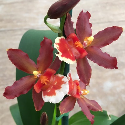 Onc. Hilo Firecracker 'New Year' (4" Pot) - Buds