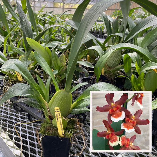 Onc. Hilo Firecracker 'New Year' (4" Pot) -Not Blooming