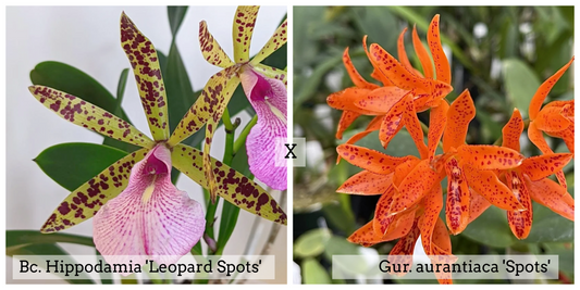 Bc. Hippodamia 'Leopard Spots'  x Gur. aurantiaca 'Spots' (4" Pot) - Buds