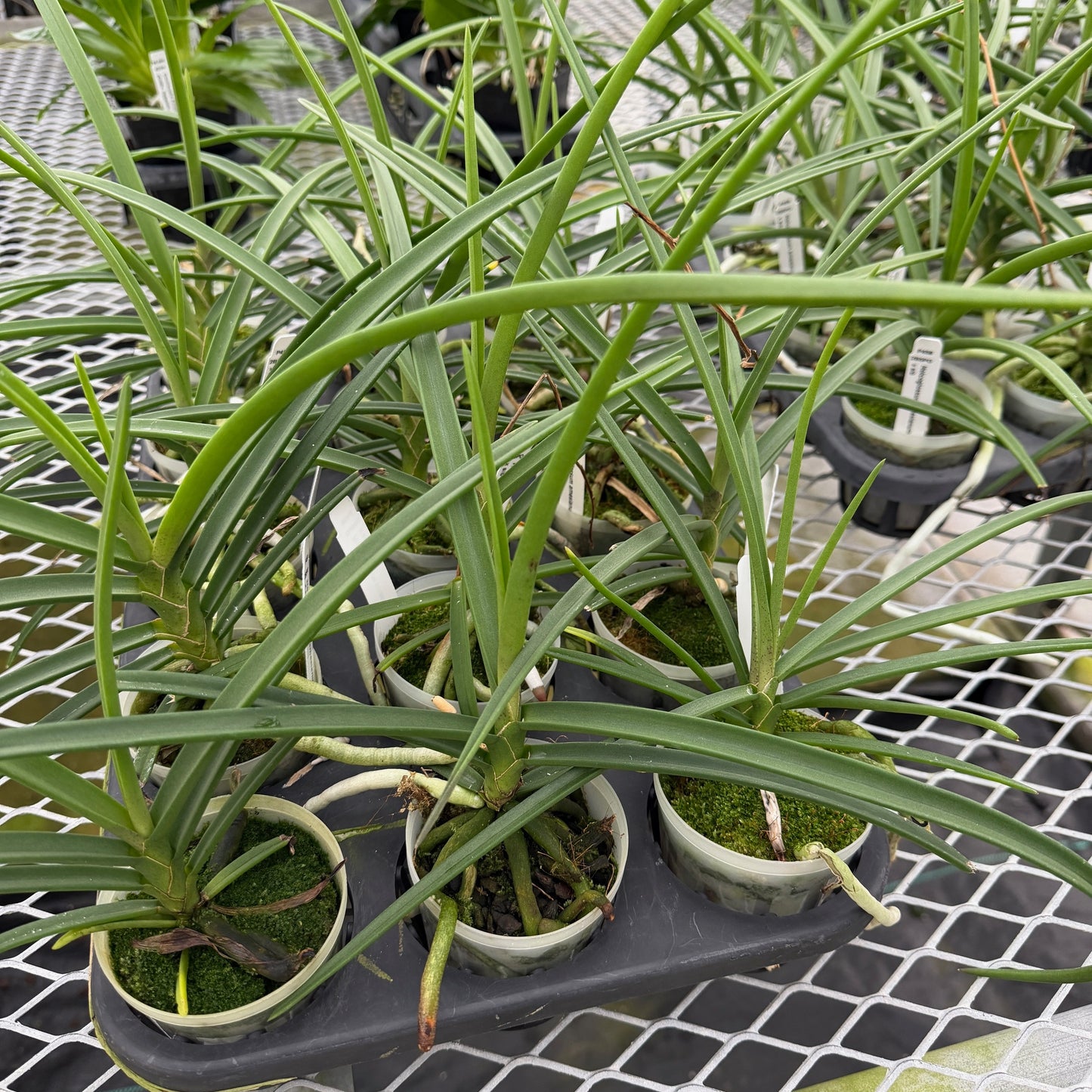 Holcoglossum amesianum x sib (3" Pot) - Not Blooming, Rare