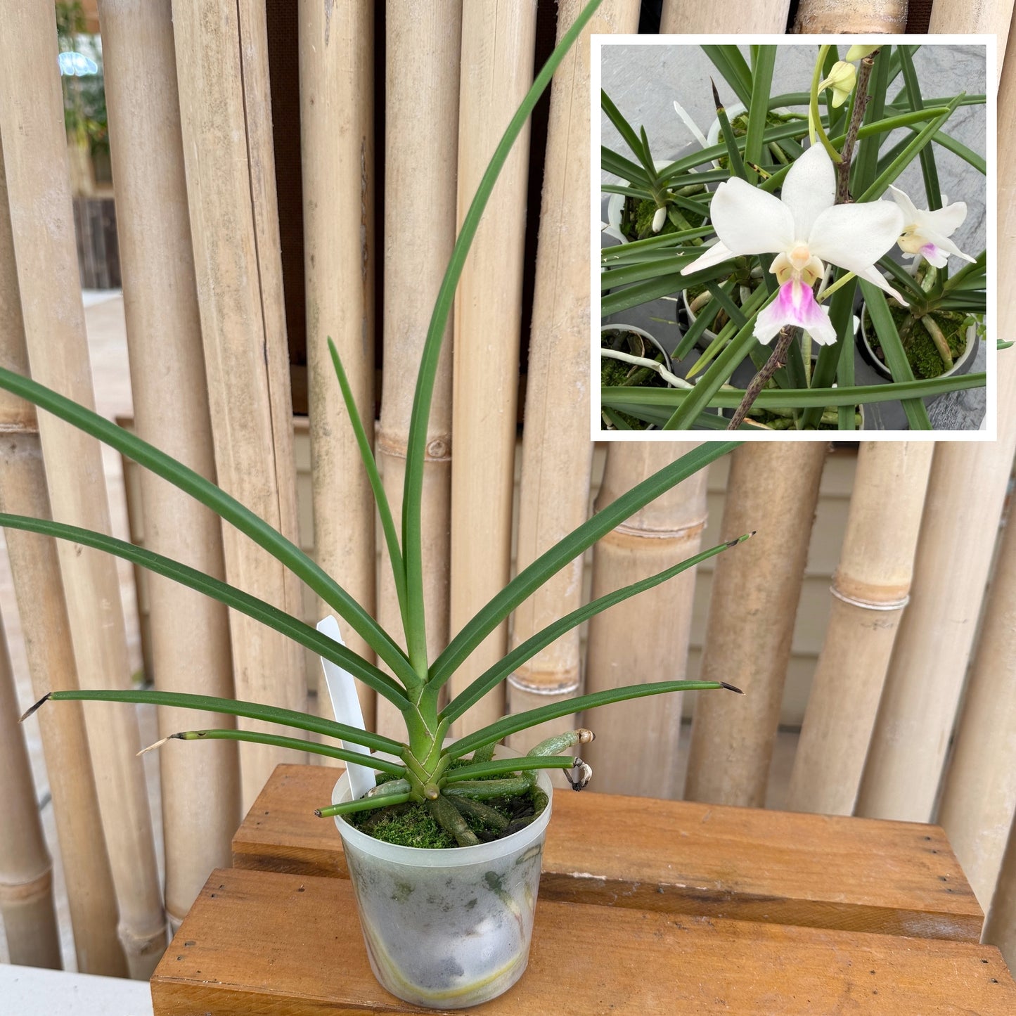 Holcoglossum amesianum x sib (3" Pot) - Not Blooming, Rare