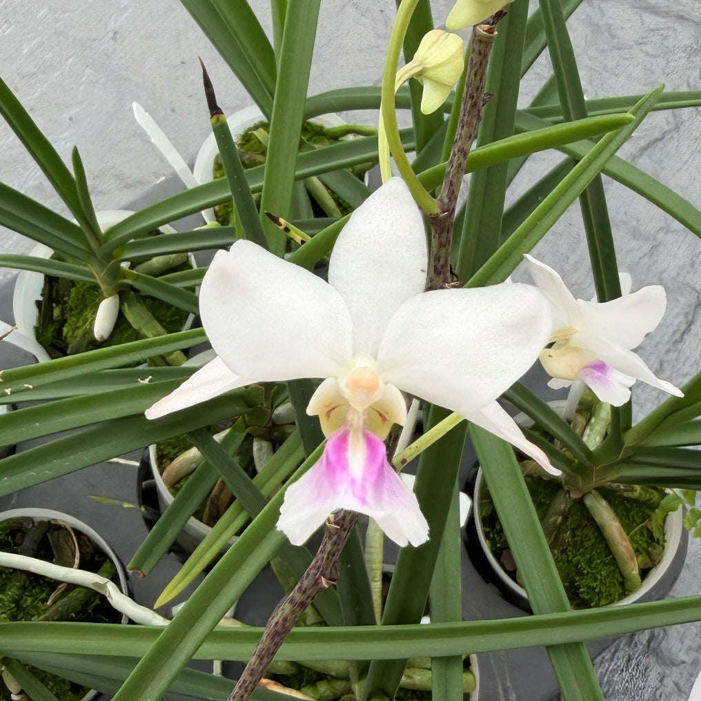 Holcoglossum amesianum x sib (3" Pot) - Not Blooming, Rare