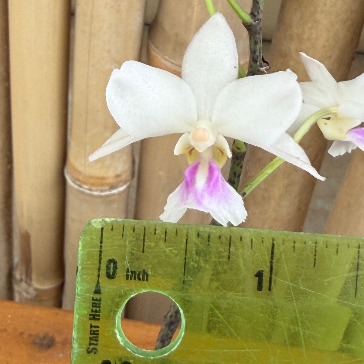 Holcoglossum amesianum x sib (3" Pot) - Not Blooming, Rare