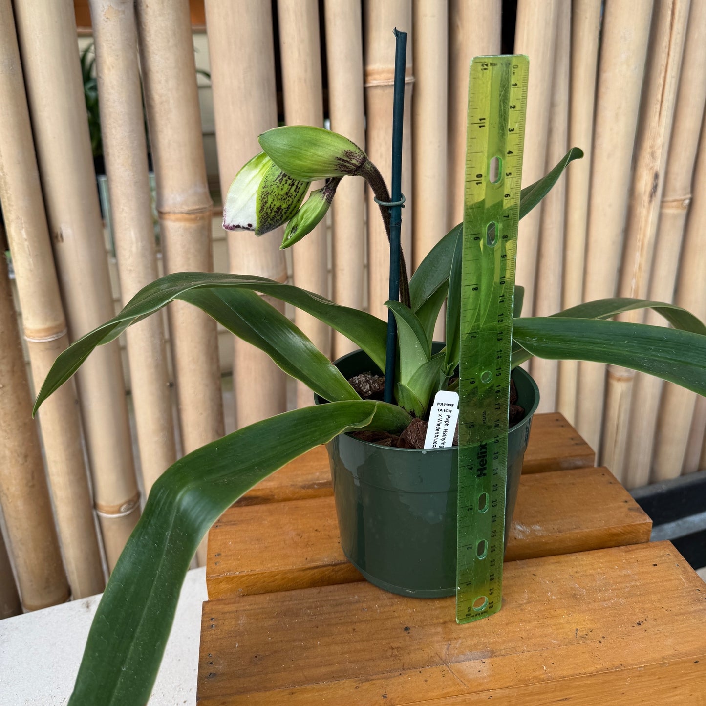 Paph. Hsinying Edition World 'Luke' x Wiedenbrueck Passion (5.5" Pot) - Budded