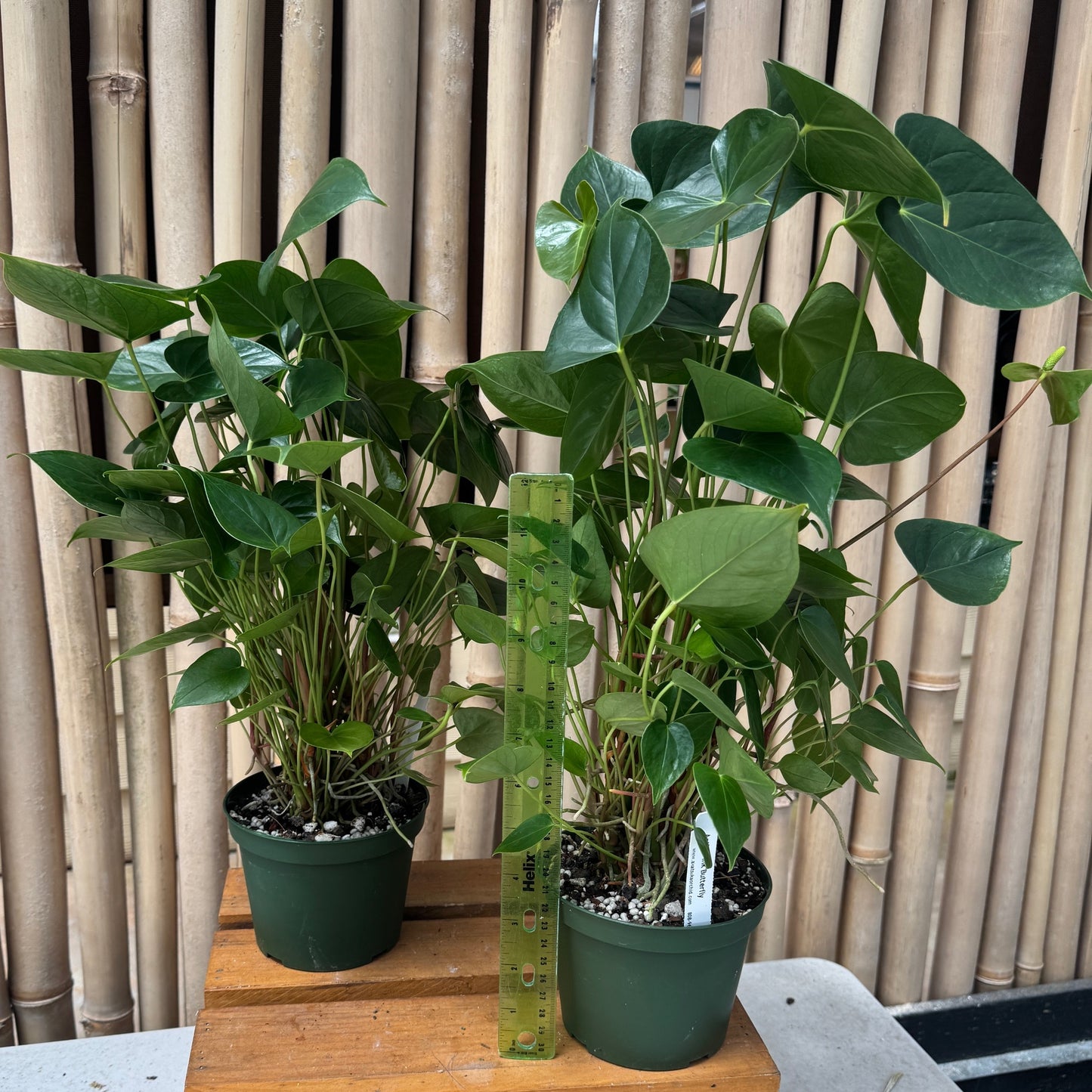 Pink Butterfly Anthurium Plant (5" Pot) - Not Flowering