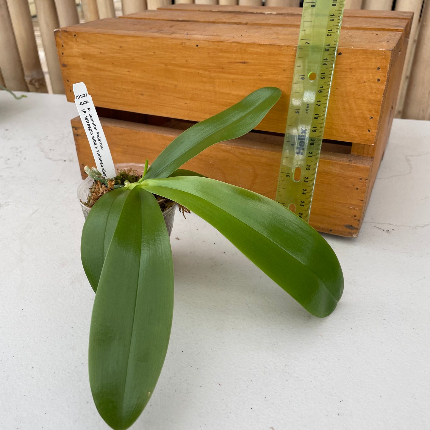 Phalaenopsis Jennifer Palermo (Spike forming)