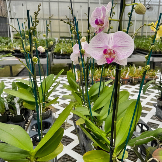 Phal. Razzle Dazzle (Double Spike)