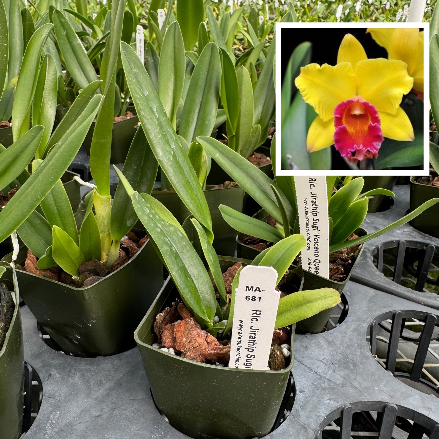 Rlc. Jirathip Sugi 'Volcano Queen' (Starter-2.75" Pot)