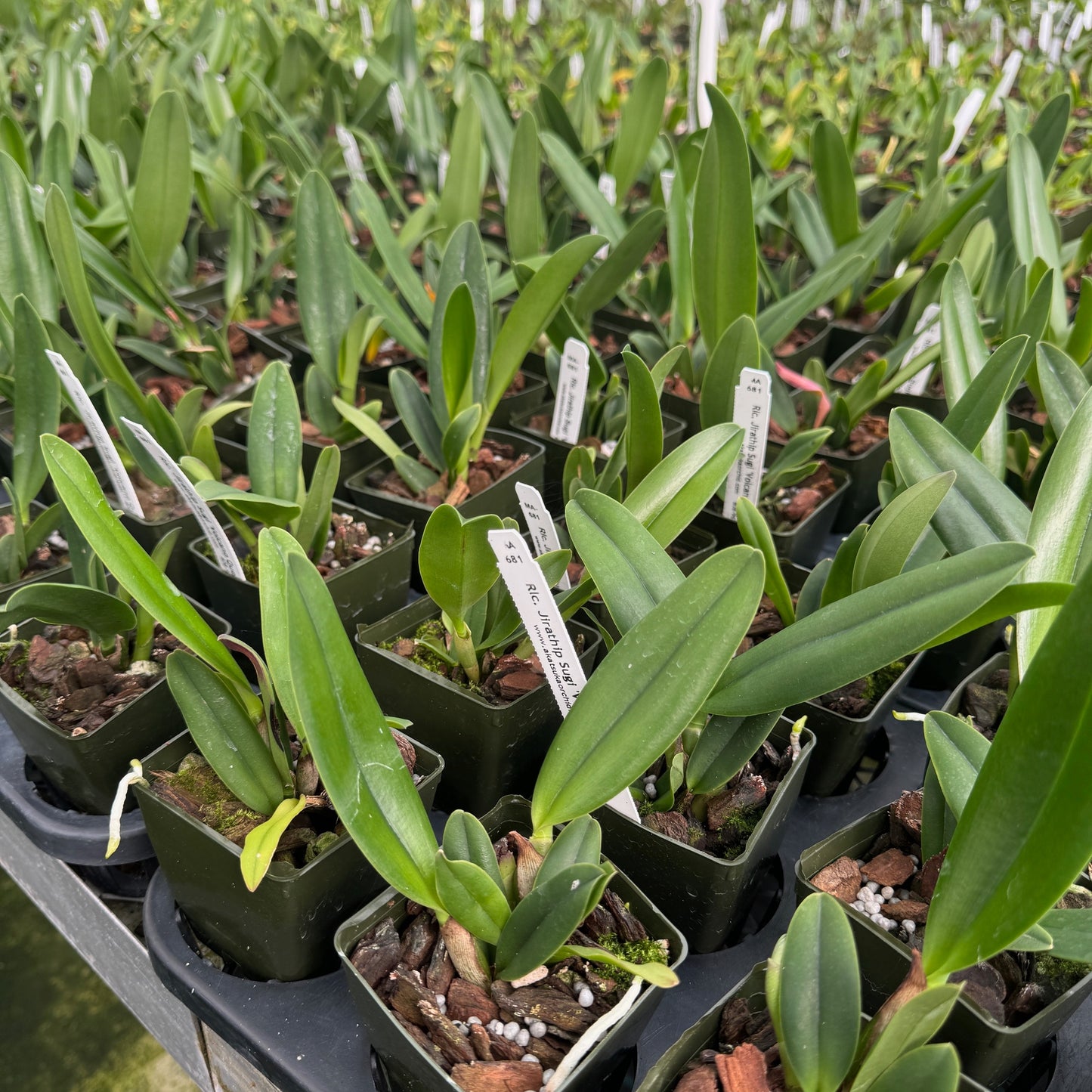 Rlc. Jirathip Sugi 'Volcano Queen' (Starter-2.75" Pot)