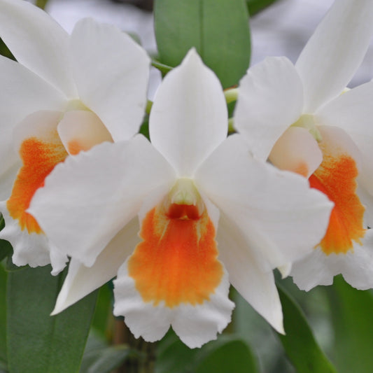 Den. Judith Nakayama 'Kaho’ohokuokalani' (4" Pot) - Buds
