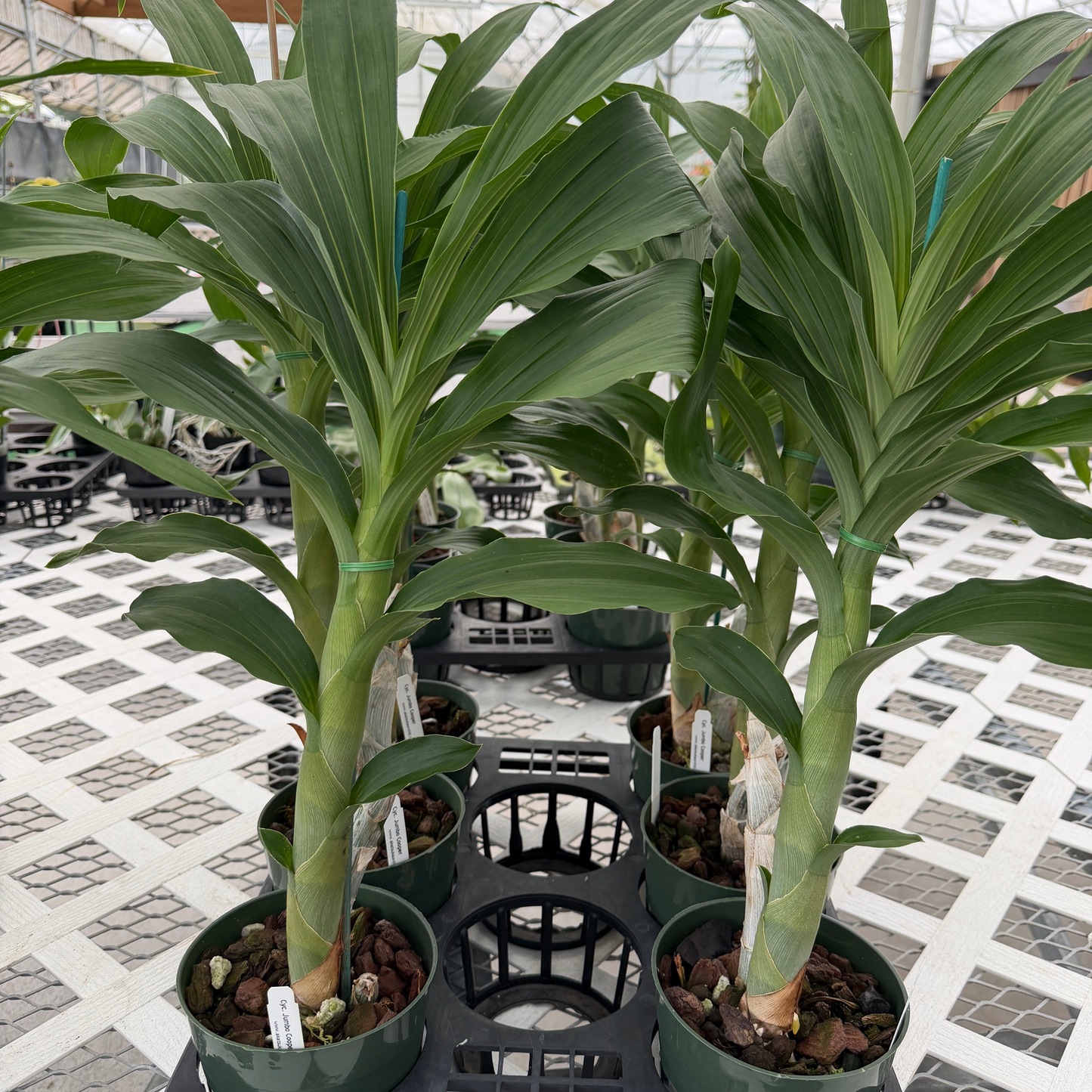 Cyc. Jumbo Cooper (5.5" Pot) - Not Blooming