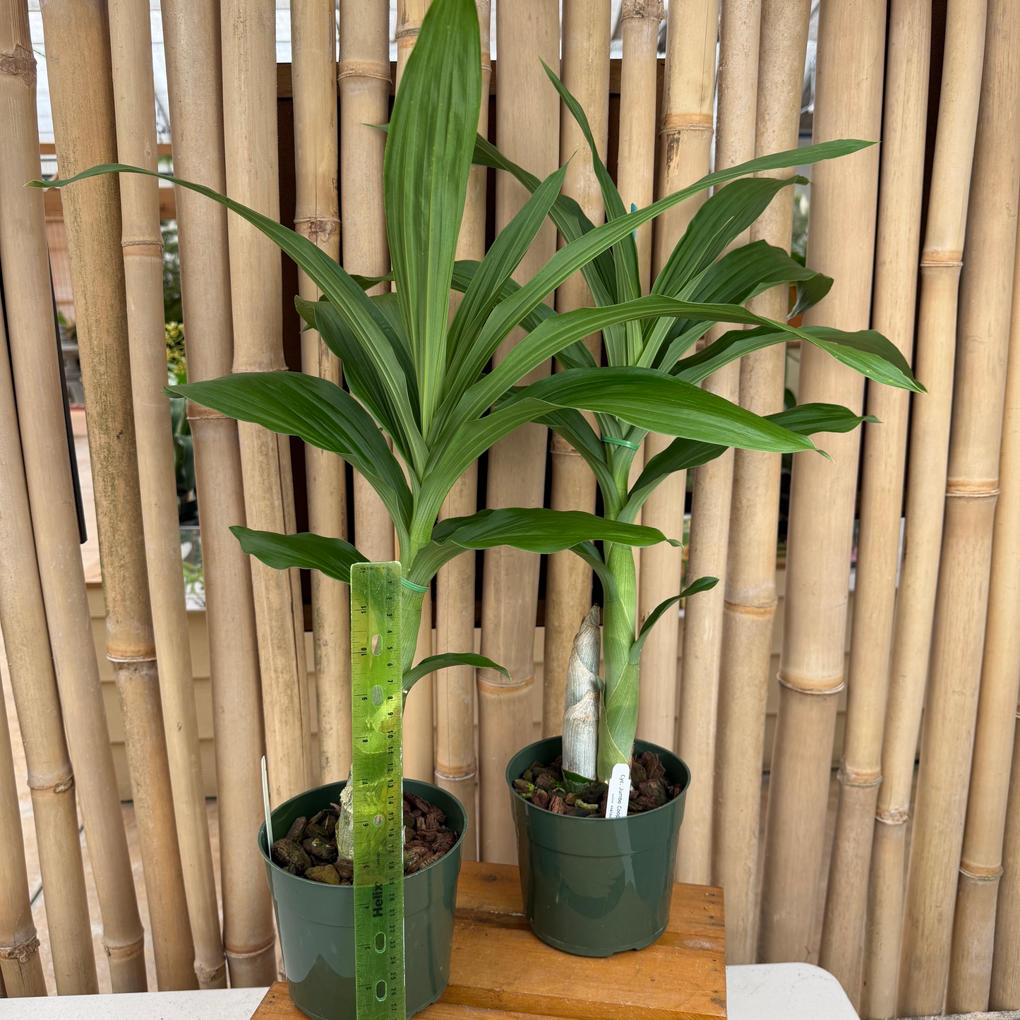 Cyc. Jumbo Cooper (5.5" Pot) - Not Blooming