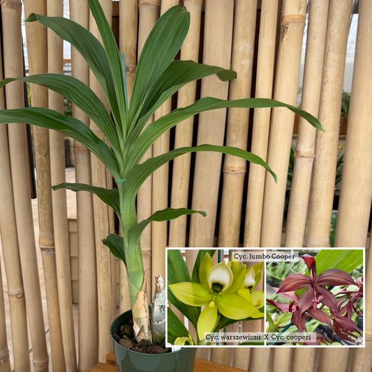 Cyc. Jumbo Cooper (5.5" Pot) - Not Blooming