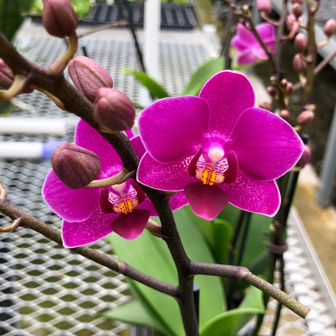 Phal. Kissy Lips (Miniature - Double Spike)