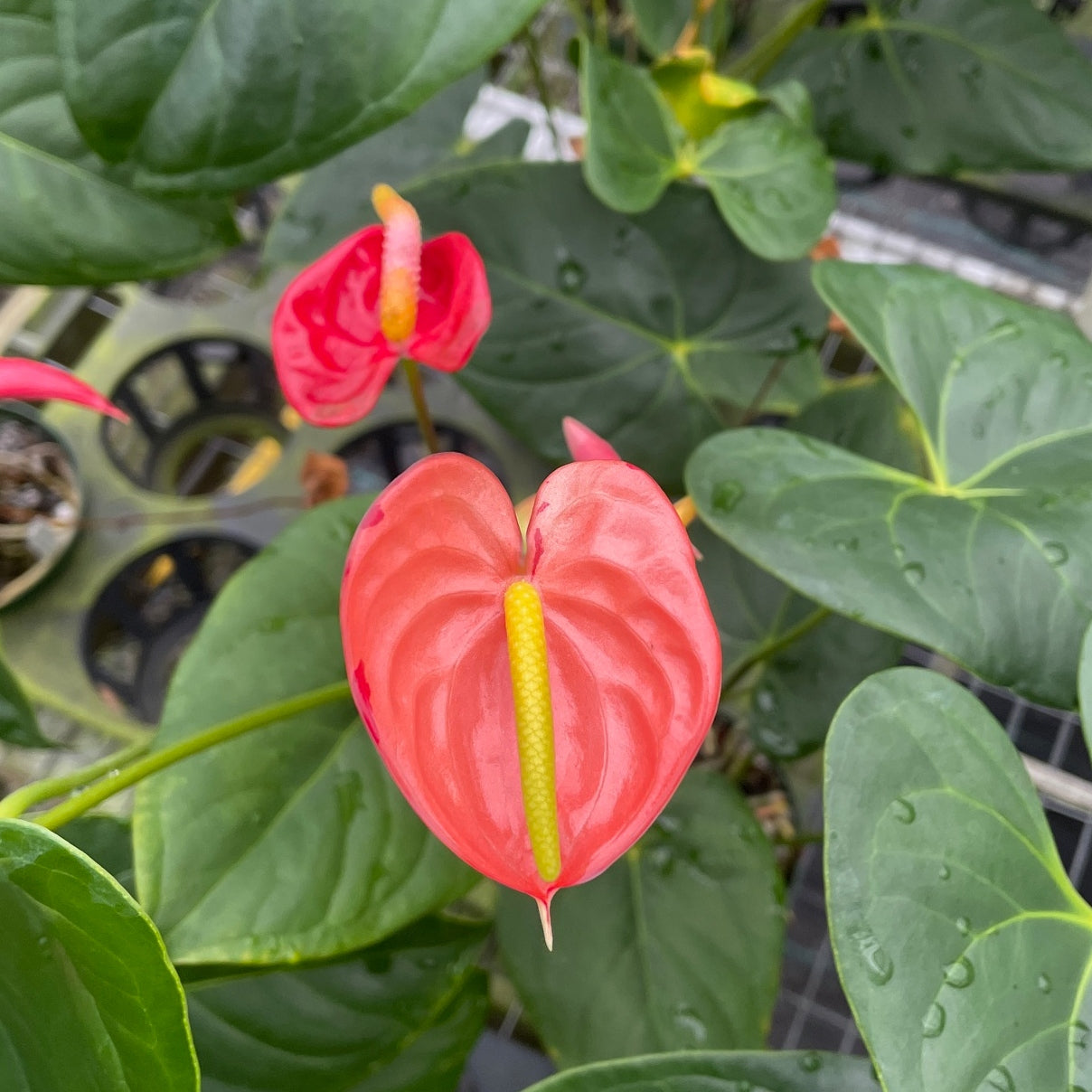 Anth. Koi Shibori (Seedling-Red)