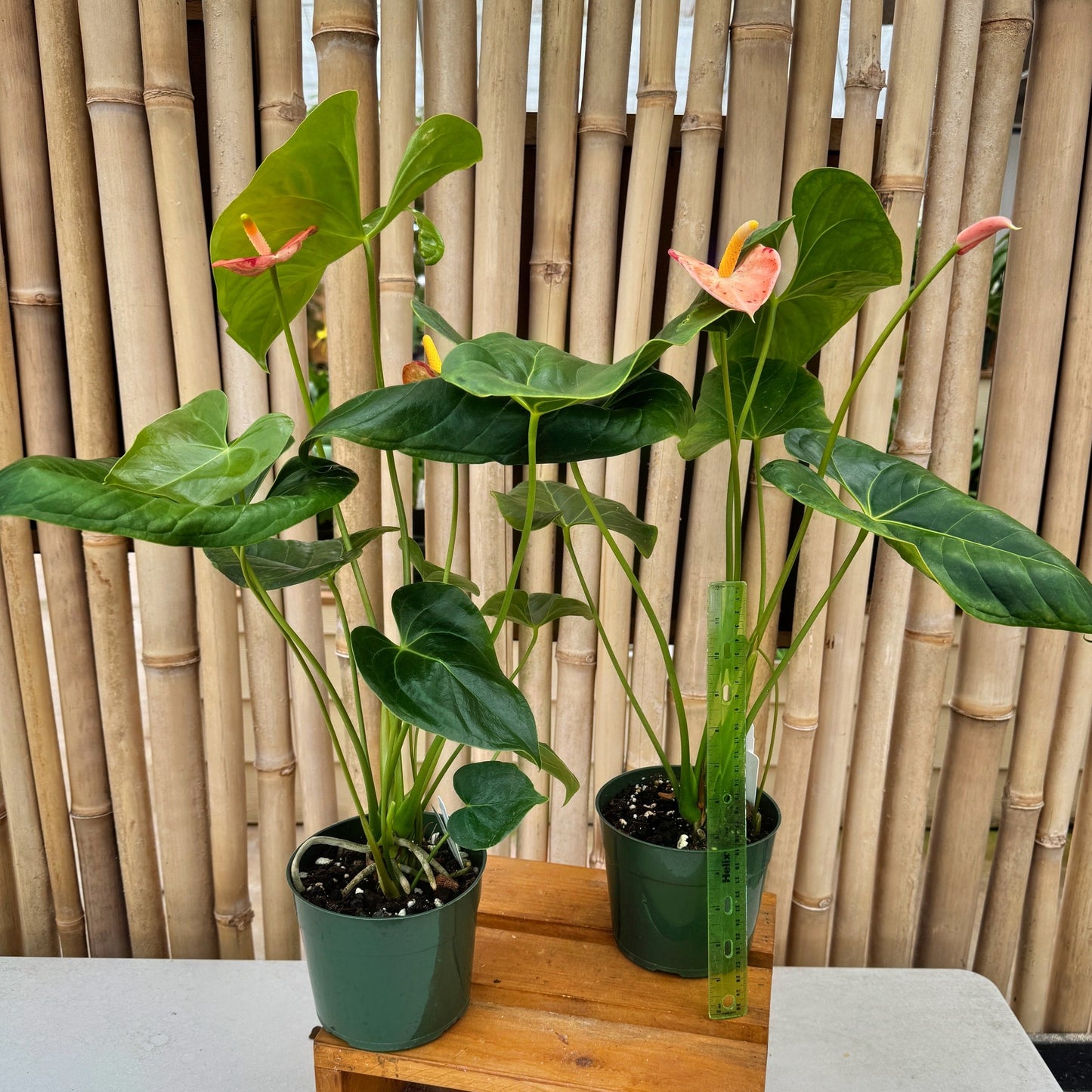 Koi Shibori Anthurium (5.5" Pot)