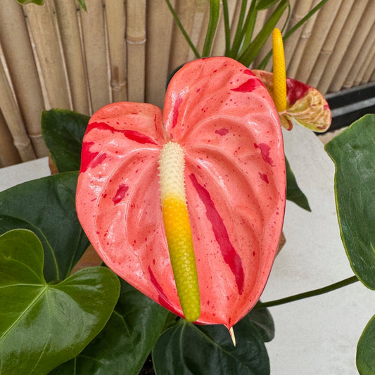Koi Shibori Anthurium (5.5" Pot)