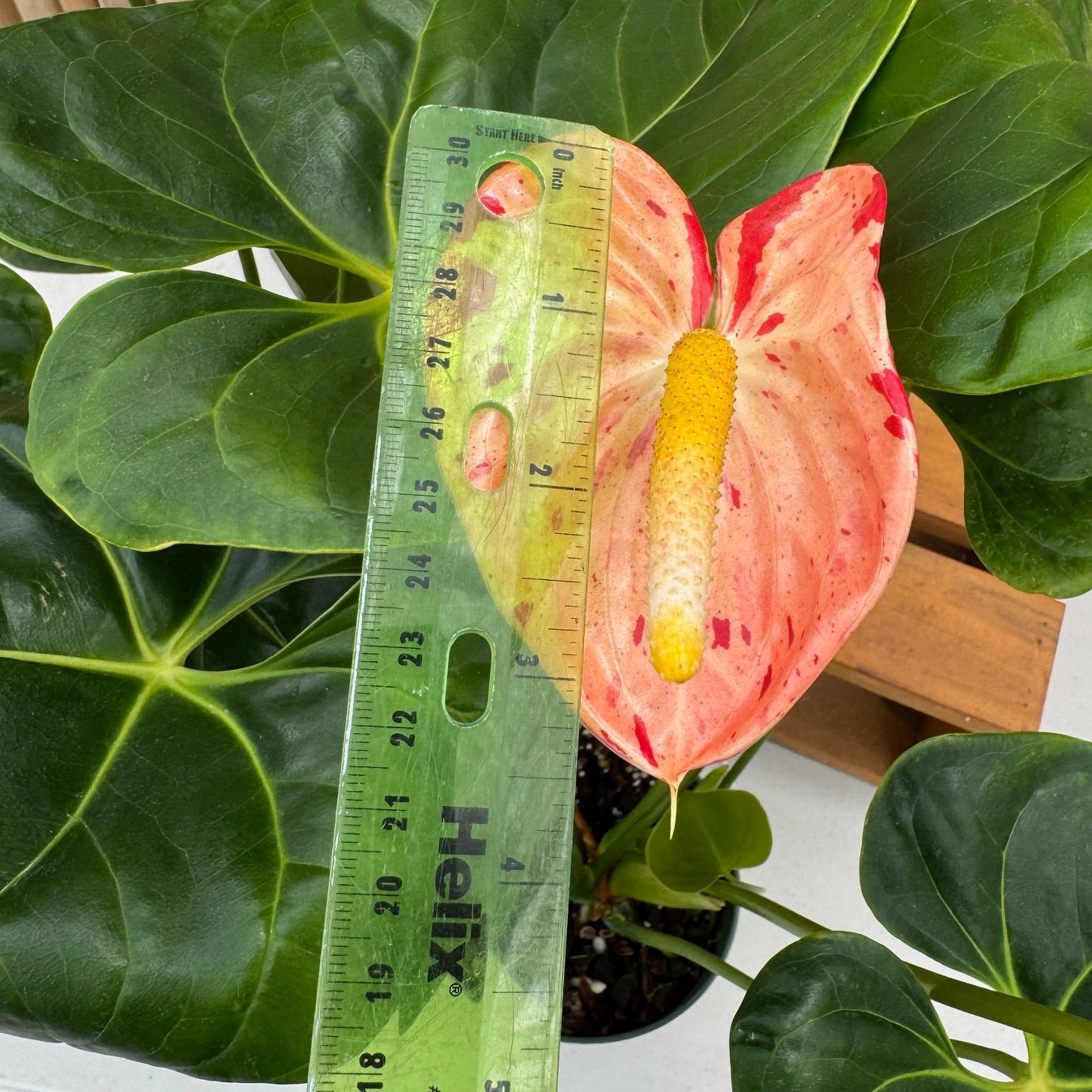 Koi Shibori Anthurium (5.5" Pot)